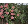 品种好的大冻桃价格怎么样：专业种植巨无霸