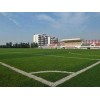银川人造草坪铺设_供应甘肃有品质的人造草坪