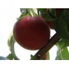 销量至好的桃树苗出售：油桃