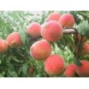 想要易种植的映霜红桃苗就来国兴瓜果蔬菜——大量供应映霜红桃苗