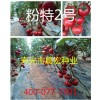粉特2号耐低温番茄种子_优质高产番茄种子_越冬大茬番茄种子