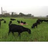 湘潭口碑好的黑山羊供应商推荐 湖南努比亚黑山羊公司