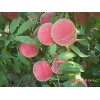 桃树价格：供应山东品种好的桃树新品种