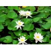 培养荷花——想要高纯度睡莲就来同庆花卉