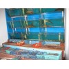 福州哪里有价格合理的玻璃海鲜池：厦门玻璃海鲜池