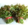 种植潍坊鲜香椿_临朐红香椿是优质的鲜香椿批发商