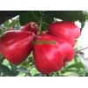 莲雾果苗种植：优质的莲雾果，防城港天红农业供应