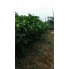 哪有优质横县沙糖桔种植基地_广西沙糖桔苗种植技术