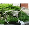 [出售]福建实用的动物骨骼标本，动物标本骨骼厂商出售