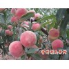 好种植的映霜红晚熟毛桃新品种出售，晚熟毛桃供货厂家