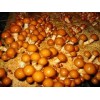 爽口的滑子菇——物超所值的滑子菇供应，就在裕隆祥农业
