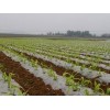 要买高质量的玉米地膜，南宁市晟和兴塑胶是不二选择_广东农用地膜厂家