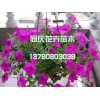 哪里能买到牵牛，矮牵牛出售