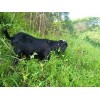 广西努比亚黑山羊种羊，物超所值隆林黑山羊种羊，哪里有卖