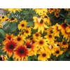 辽宁宿根草花 热卖黑心菊市场价格