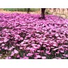 地被石竹种植基地——要买实惠的地被石竹，丰林花卉苗木是不二选择