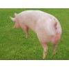 要买高质量的大白种猪，宝玄种猪是不二选择——培育怀孕母猪