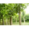 济宁源林经贸实惠的法桐供应|速生法桐