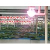 临沂温室植物补光灯|三元朱农业科技出售有品质的温室植物补光灯
