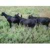 要买广西黑山羊种羊，草根牧业是不二选择|口碑好的隆林黑山羊种羊