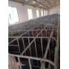 安徽好的母猪位定位栏供应|实用的母猪位定位栏