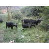 广西规模大的马山黑山羊生产基地：广州隆林黑山羊