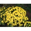 地被菊种植基地——丰林花卉苗木供应实惠的地被菊