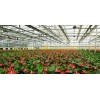 花卉种植温室专业建设厂家：花卉种植选哪家