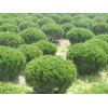 山东龙柏树苗：口碑好的龙柏小苗优选翠丽苗圃