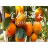 柿子树苗当选金泰丰苗木 次郎柿子树