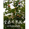 柿子树苗多少钱：成活率高的柿子树苗批发