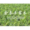 冬青苗找金泰丰苗木：冬青苗基地
