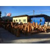 泉州地区销售规模大的木化树_木化树批发