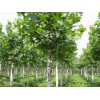 山东哪里供应的法桐好|法桐小苗