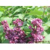 观赏用欧洲丁香 新品欧洲丁香市场价格情况