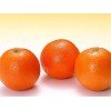 鑫发种植-知名的脐橙批发商 大庆脐橙