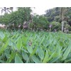 供应潍坊优质的再力花 再力花价格