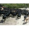草根牧业供应口碑好的马山黑山羊种羊，广东黑山羊