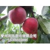 青州早红王桃苗价格——哪里有供应早红王桃苗