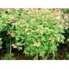 北京五角枫小苗：供应山东优质的五角枫