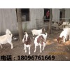 山羊厂家供应 世新山羊养殖场出售优质山羊