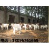 阜阳有品质的波尔山羊供应 河南波尔山羊