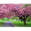 大量供应优惠的樱花_樱花价格