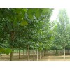 山东哪里供应的法桐价格优惠_造型法桐