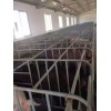 选购耐用的母猪位定位栏就选利民养殖设备：实用的母猪位定位栏