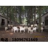 安徽山羊|阜阳优惠的山羊供应