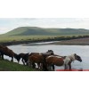 内蒙古草原旅游讯息——内蒙古周到的旅游公司