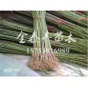 极好的红油香椿苗推荐，内蒙古红油香椿苗