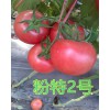 “抗TY粉特2号西红柿种子”供应商_潍坊优质※进口粉特2号西红柿种子供应