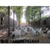 海南山羊|来世新山羊养殖场，买优惠的山羊